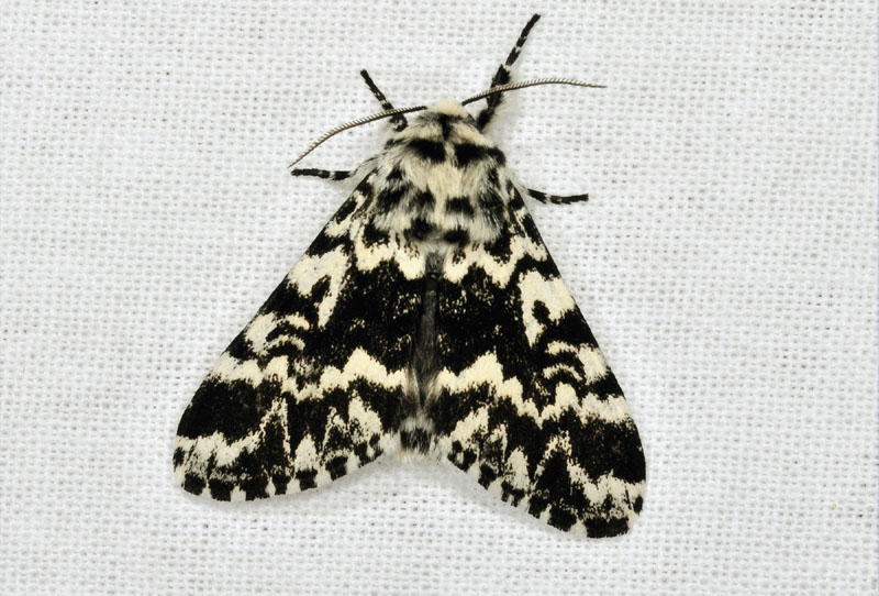 Noctuidae - Panthea coenobita